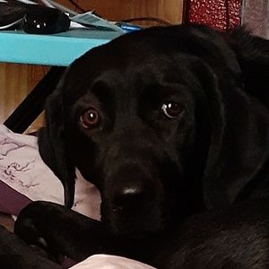 Meet your Posher, Savannah